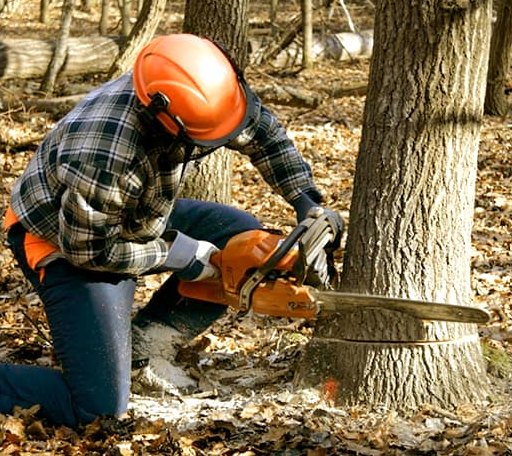 Tree Removal in Rockwell, NC